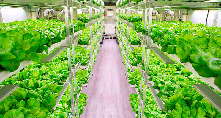 csm South Carolina hydroponic co